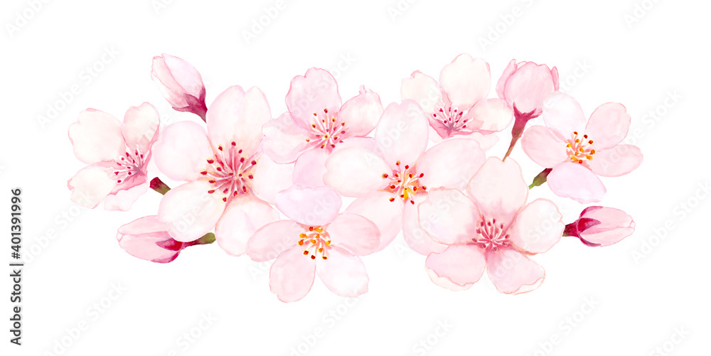 Obraz 桜の花の水彩イラスト