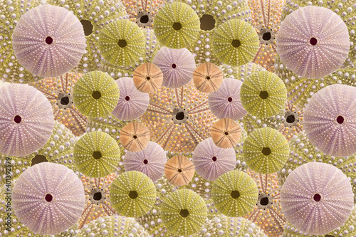 Top view of green and pink Sea urchins shells pattern