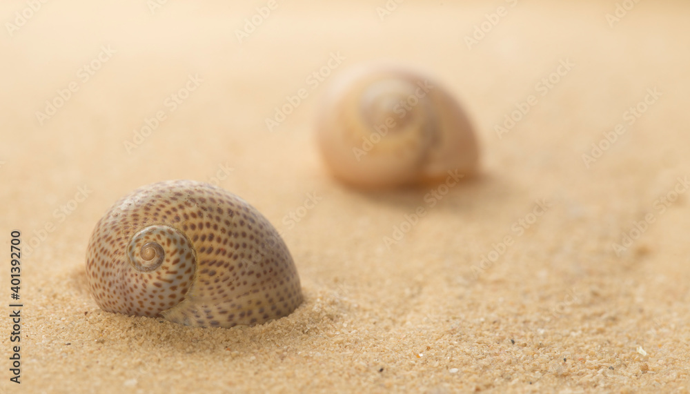 Two spotty Sea snail shelsl on the mediterranean sandy beach Two spotty Sea snail shelsl on the mediterranean sandy beach