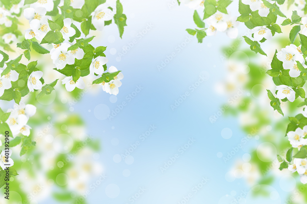 Jasmine flowers and leaves against the blue sky. Jasmine flowers and leaves against the blue sky.