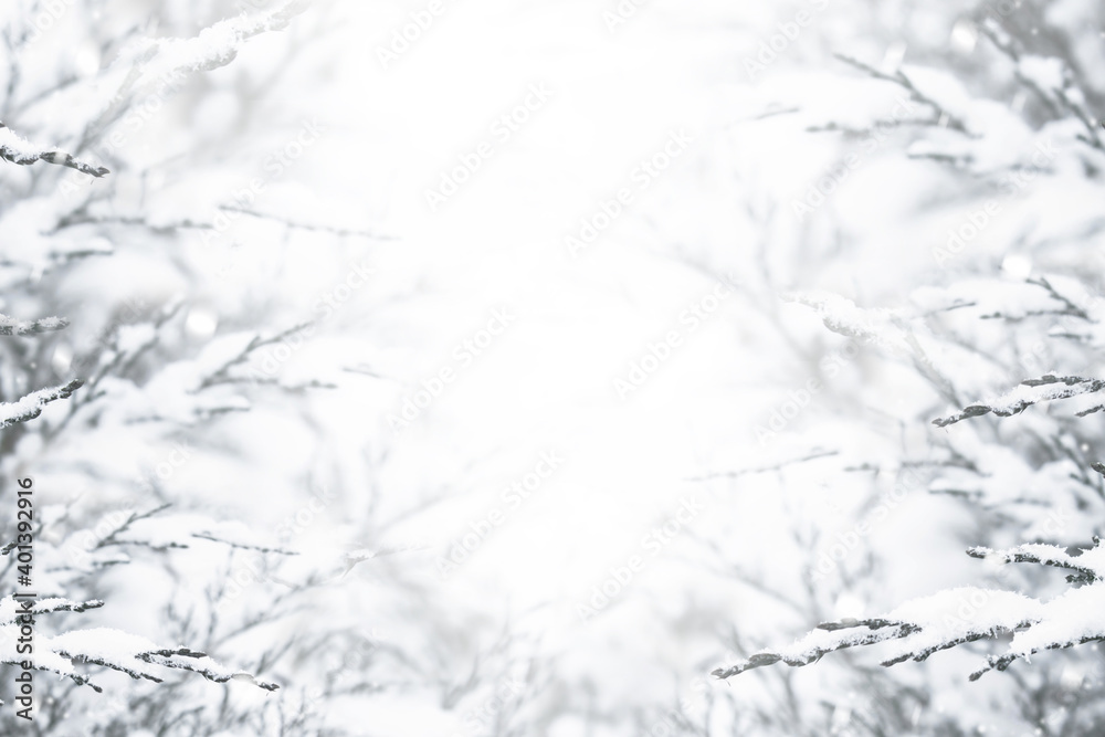 Branches of bushes in the snow in winter. Beautiful winter background with branches covered with frost. Branches of bushes in the snow in winter. Beautiful winter background with branches covered with frost.