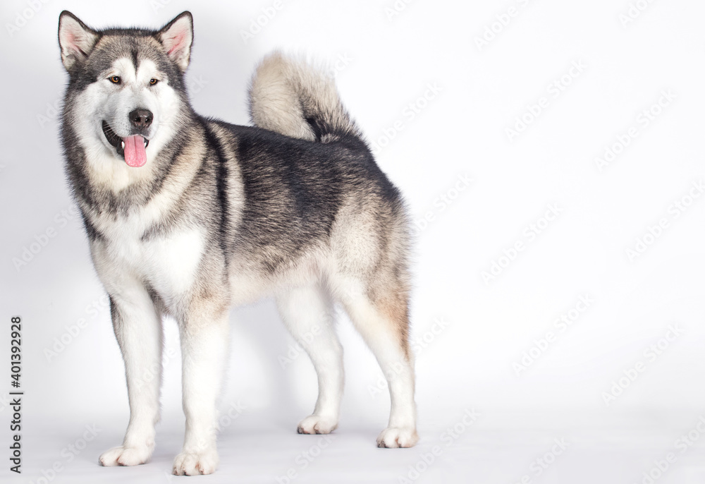 Malamute dog stands on a white background
