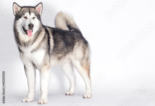 Malamute dog stands on a white background