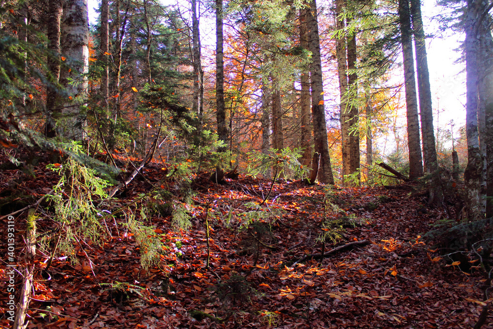 Obraz premium The magical colors of autumn in the forest of Svaneti