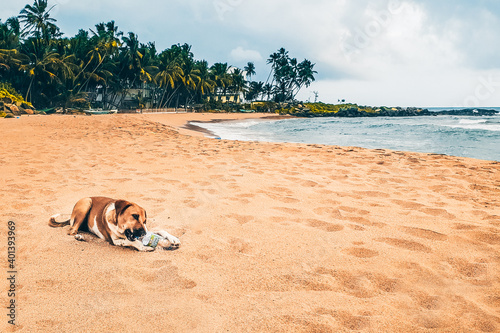 A dog on the beach in sri lanka near india buys on a plastic bottle. environmental protection in paradise. Garbage problem. recycling photo