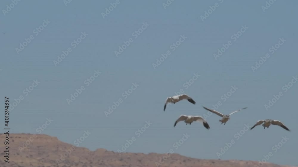 Snow geese descend from the clear blue sky and land in a cornfield during the migration along the Central Flyway through North America in December. High quality slow motion video. Snow geese descend from the clear blue sky and land in a cornfield during the migration along the Central Flyway through North America in December. High quality slow motion video.