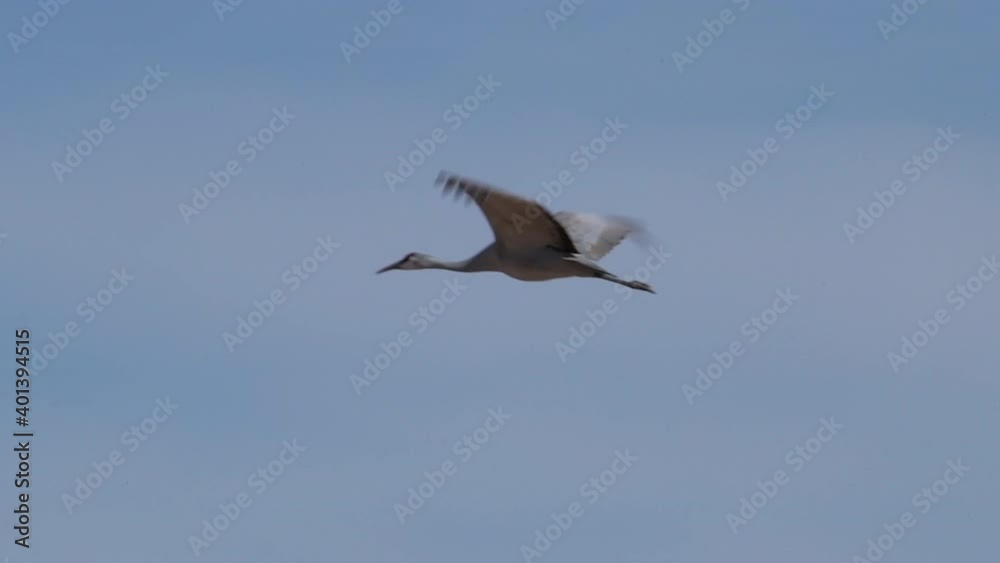 One sandhill crane flies gracefully through the clear blue sky during their migration along the Central Flyway through North America in December. High quality slow motion video. One sandhill crane flies gracefully through the clear blue sky during their migration along the Central Flyway through North America in December. High quality slow motion video.