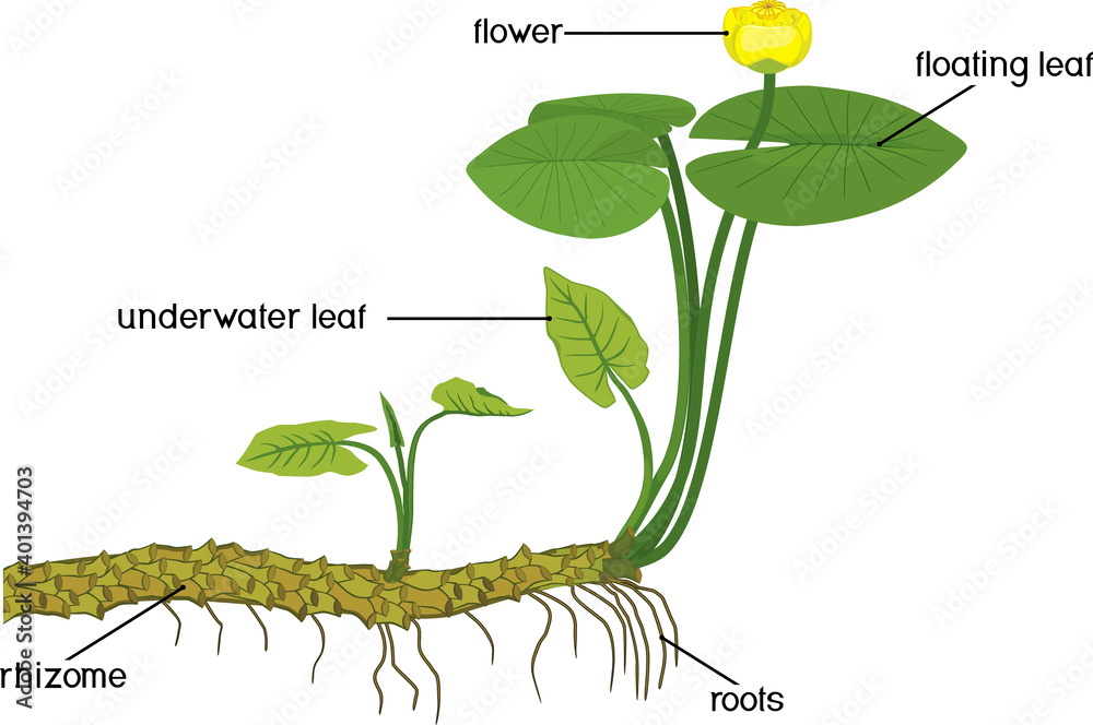 vecteur-stock-parts-of-plant-structure-of-yellow-water-lily-nuphar