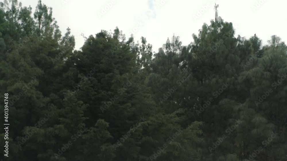 Drone aerial, rising shot of tall trees in a foggy green forest Drone aerial, rising shot of tall trees in a foggy green forest
