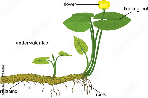 Parts of plant. Structure of Yellow water-lily (Nuphar lutea) plant with green leaves, yellow flower and rhizome isolated on white background photo