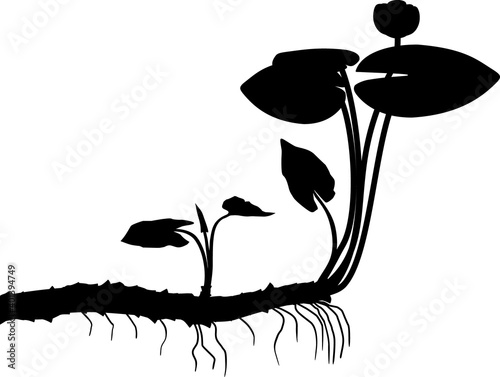 Black silhouette of Yellow water-lily (Nuphar lutea) plant with leaves, flower and rhizome isolated on white background