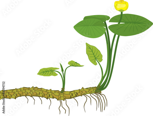 Yellow water-lily (Nuphar lutea) plant with green leaves, yellow flower and rhizome isolated on white background