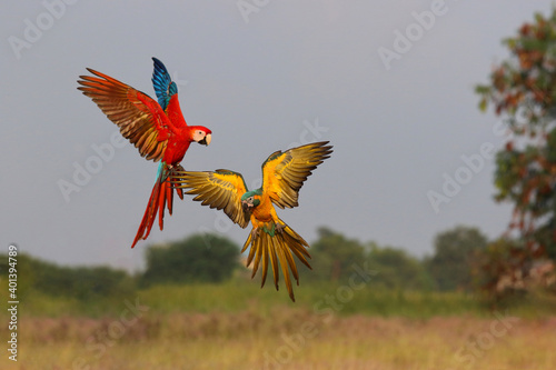 Colorful parrots flying in the sky. © Passakorn