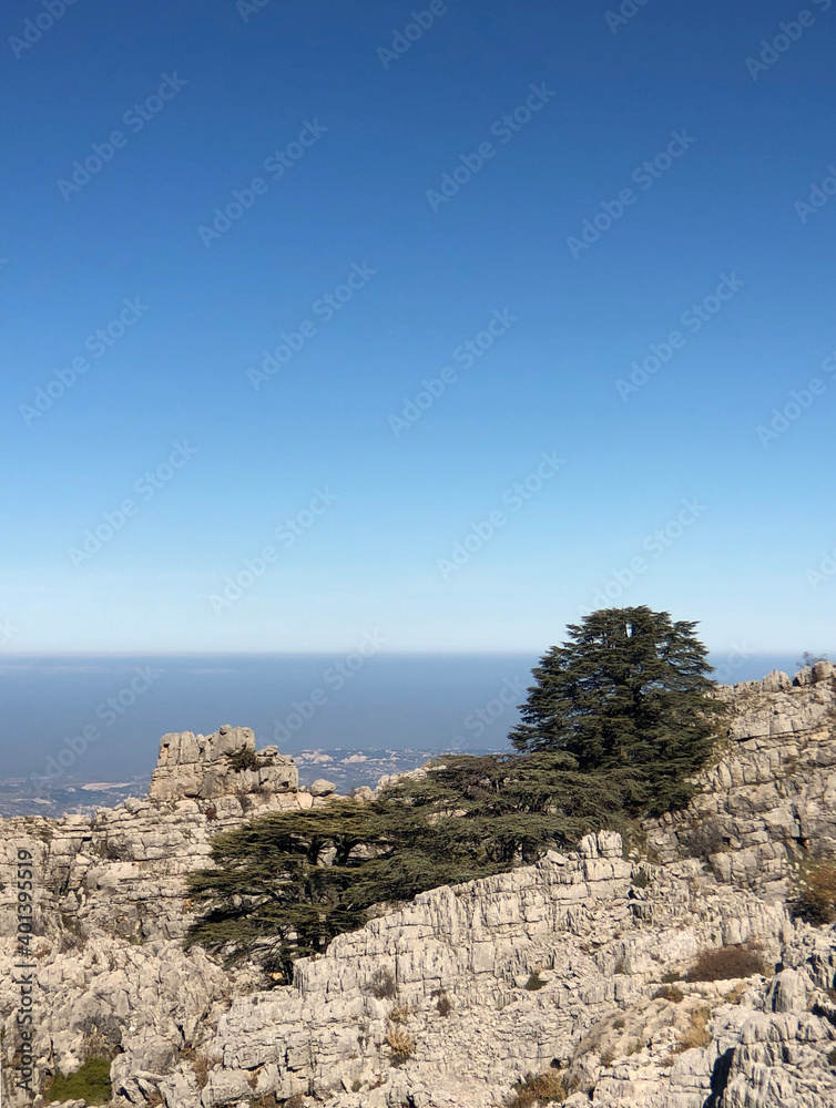 Cedars on a rocky ledge in Jaje, Lebanon, against a cloudless blue sky and sea