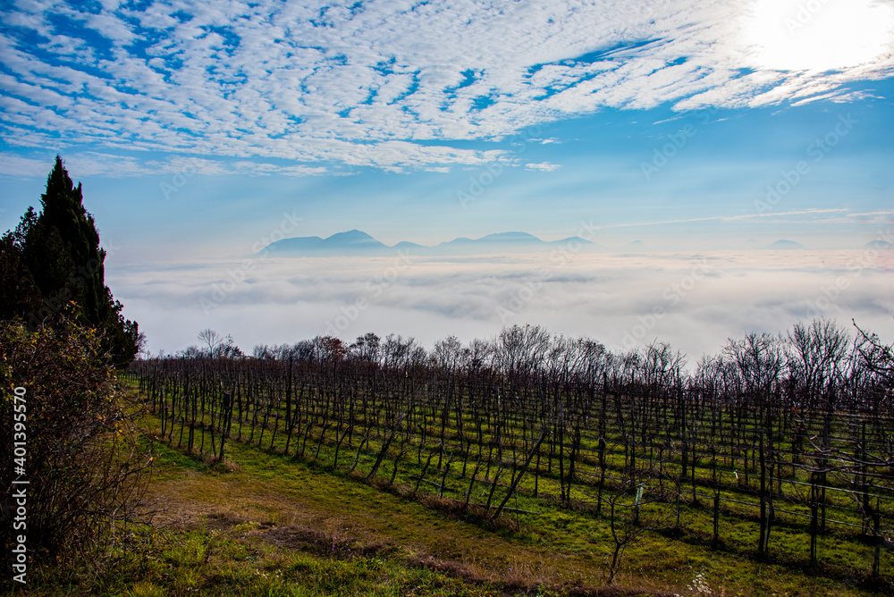 Obraz premium hills and vineyards