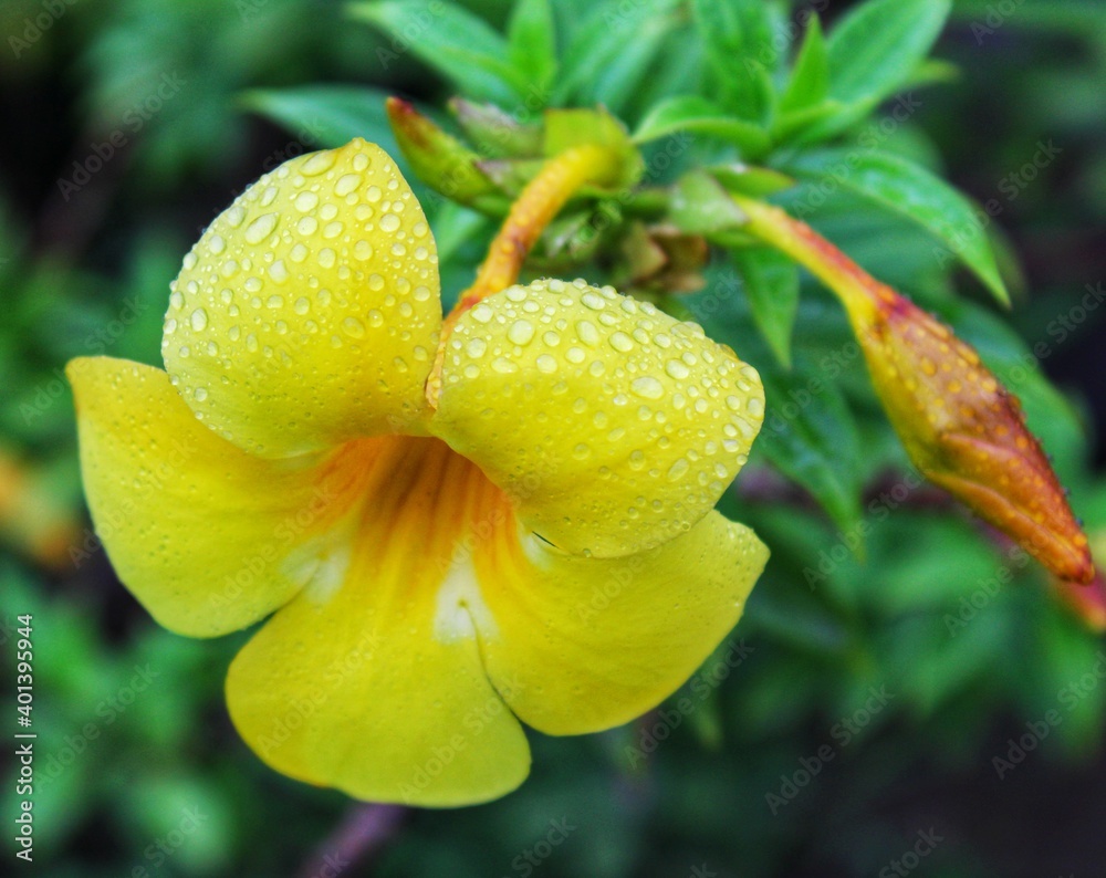 yellow orchid flower