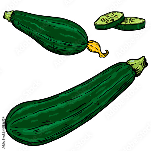 Illustration of squash in engraving style. Design element for poster, card, banner, sign. Vector illustration