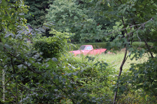red leaves in the forest