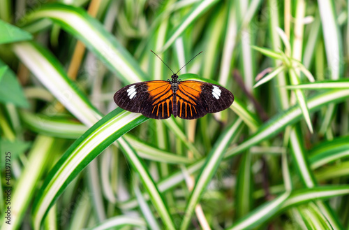 Crimson patched longwing butterfly (Heliconius Erato Latavitta) in Mindo, Ecuador.