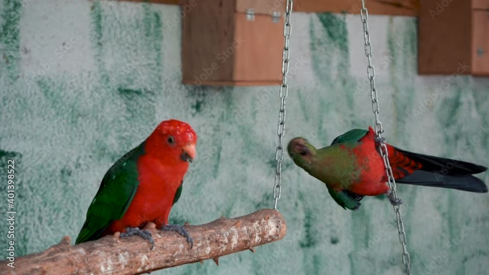 Picture of Pair Of Australian King Parrot Resting And Playing On Swing Inside ...