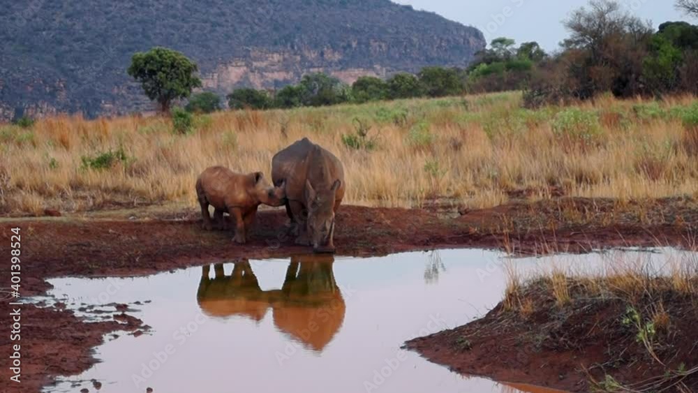 Mother Black Rhinoceros With Its Calf Drinking Water At Waterhole In South Africa - Safari Vehicle With People Passing By In Background - wide shot Mother Black Rhinoceros With Its Calf Drinking Water At Waterhole In South Africa - Safari Vehicle With People Passing By In Background - wide shot