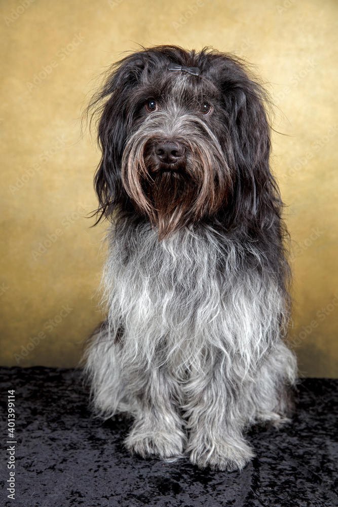 Closeup portrait of a Dutch Sheepdog (Schapendoes) Closeup portrait of a Dutch Sheepdog (Schapendoes)