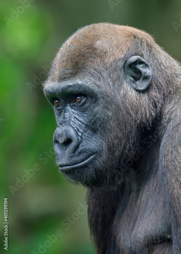 Western Lowland Gorilla (Gorilla Gorilla Gorilla) © Edwin Butter