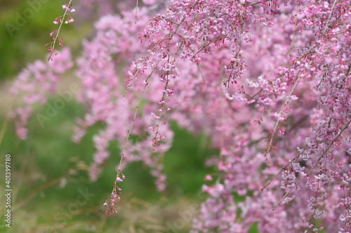 緑の野原で咲き誇るピンクの枝垂れ桜