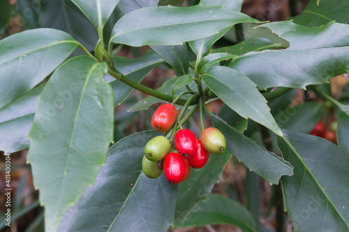 Nandina fruit, Ikoma City, Nara Prefecture. photo