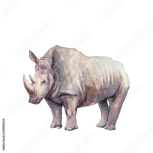 Rhinoceros illustration. Watercolor rhino animal isolated on white background. Safari fauna collection