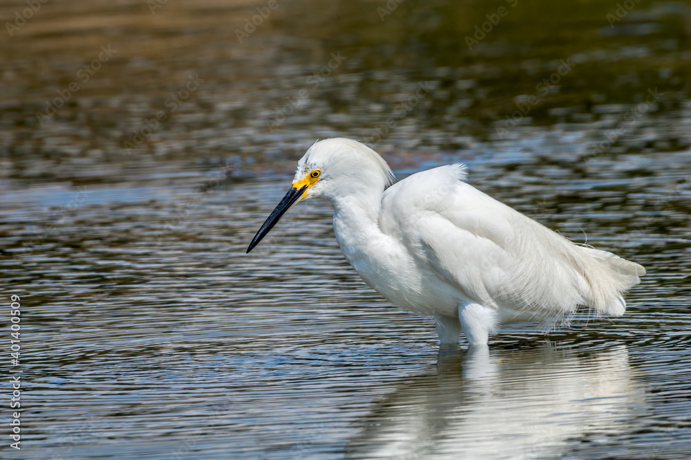 Snowy Egret (Egretta thula) in Malibu lagoon, California, USA Snowy Egret (Egretta thula) in Malibu lagoon, California, USA