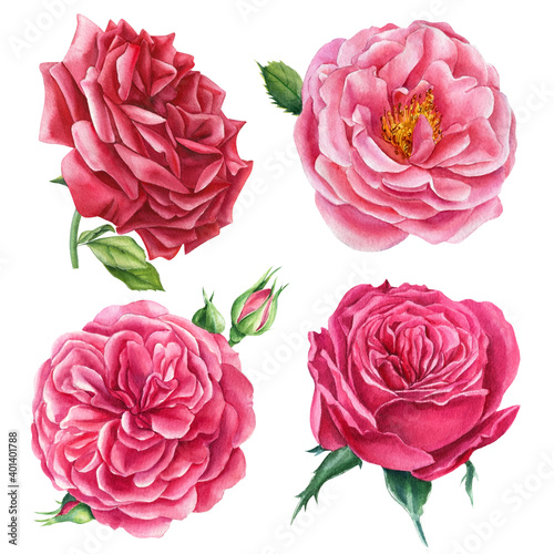 Roses on a white background, watercolor flowers, floral clipart