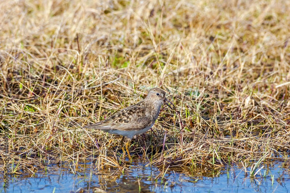 Temminck's Stint (Calidris temminckii) in Barents Sea coastal area, Russia Temminck's Stint (Calidris temminckii) in Barents Sea coastal area, Russia
