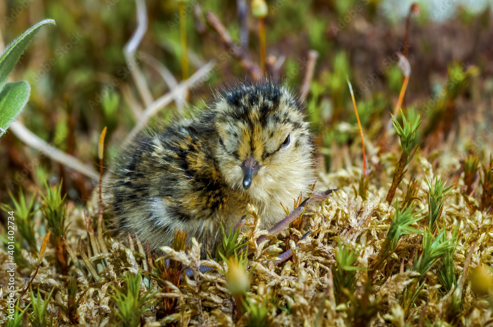 Temminck's Stint (Calidris temminckii) chick in Barents Sea coastal area, Russia Temminck's Stint (Calidris temminckii) chick in Barents Sea coastal area, Russia