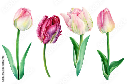 Tulips on white background  spring watercolor flowers  floral clipart