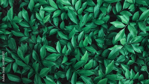 Green leaves background, nature background, green leaves 