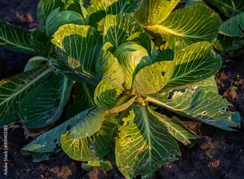 Close up of white cabbage plant (Brassica oleracea) 