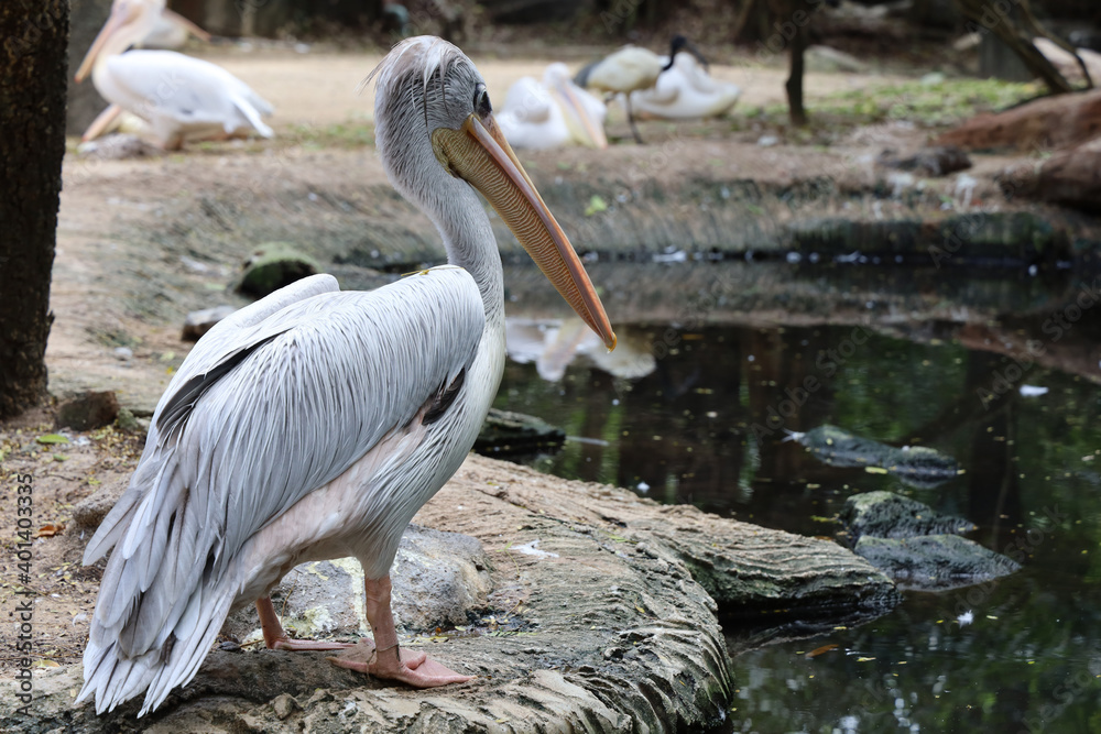 custom made wallpaper toronto digitalThe great white pelican bird in garden at thailand