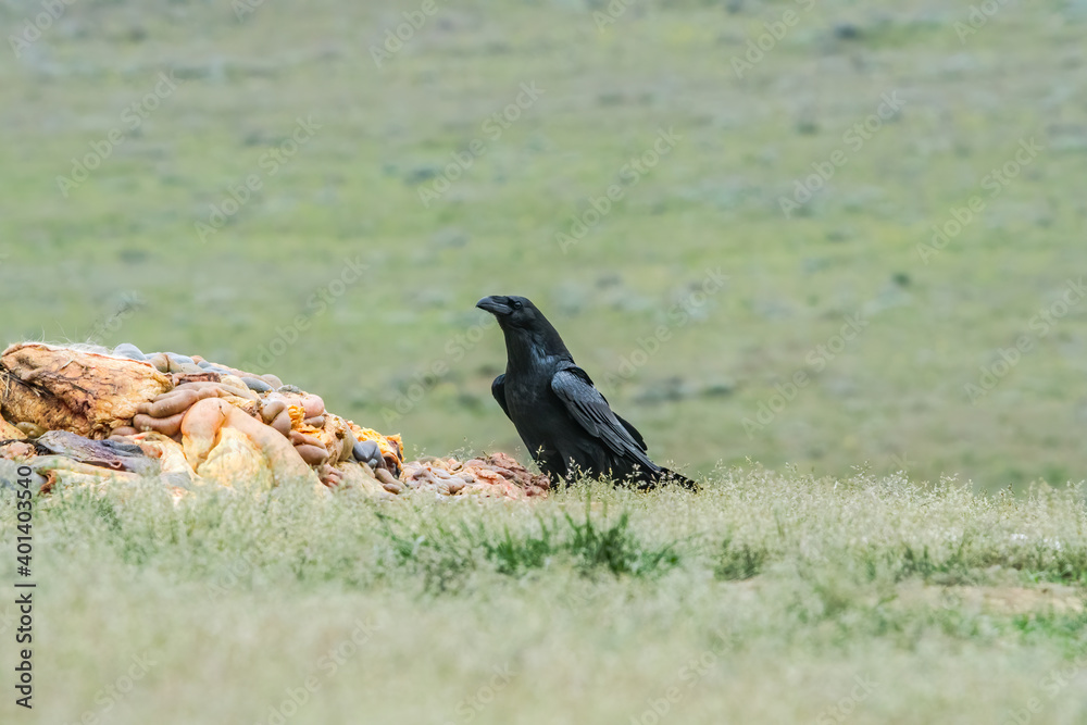 Fototapeta premium Raven (Corvus corax) feeds on carrion in the foothills of Caucasus, Republic of Dagestan, Russia