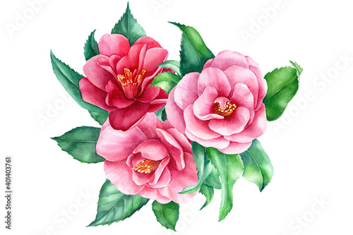 Watercolor flowers  camellia bouquet on white background  spring  botanical illustration
