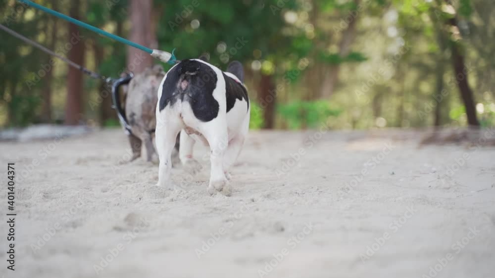 The merle male and the black and white female french bulldog are sniffing sand on the beach in the sunny day in close-up slow motion The merle male and the black and white female french bulldog are sniffing sand on the beach in the sunny day in close-up slow motion