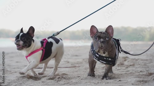 The merle male and the black and white female french bulldog are running on the beach with sand on nose in the sunny day in close-up slow motion