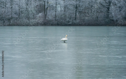 Lonely swan on ice of frozen lake, winter trees in background © Gabdulvachit