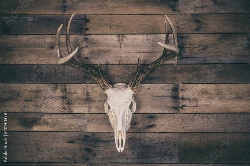 Whitetail Deer Buck European Mount Skull