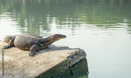 Varanus salvator