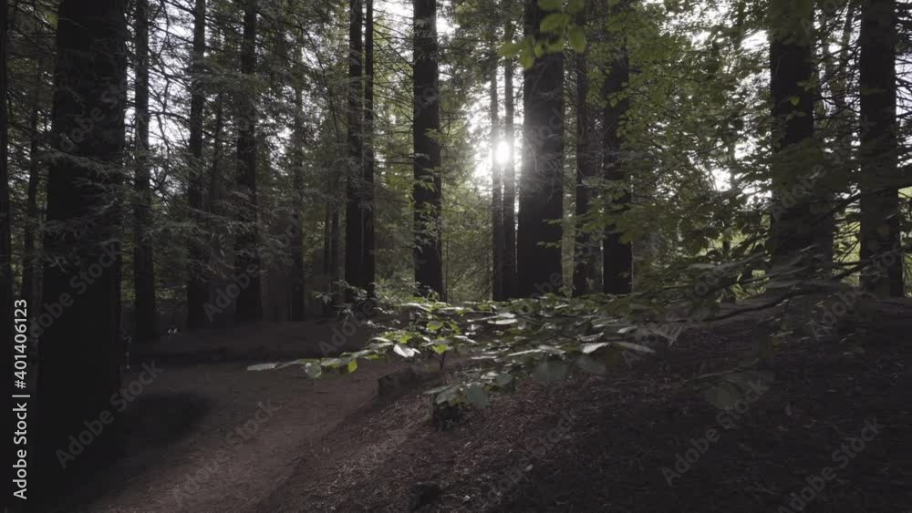 Lady finding spiritual peace at Sequoia forest Spain alone