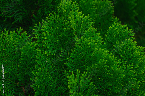 texture of green leaves of a green pine
