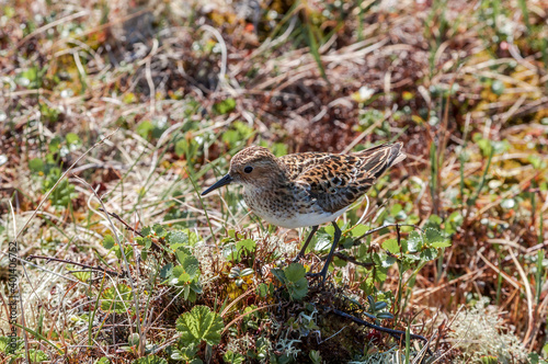 Little Stint (Calidris minuta) in Barents Sea coastal area, Russia