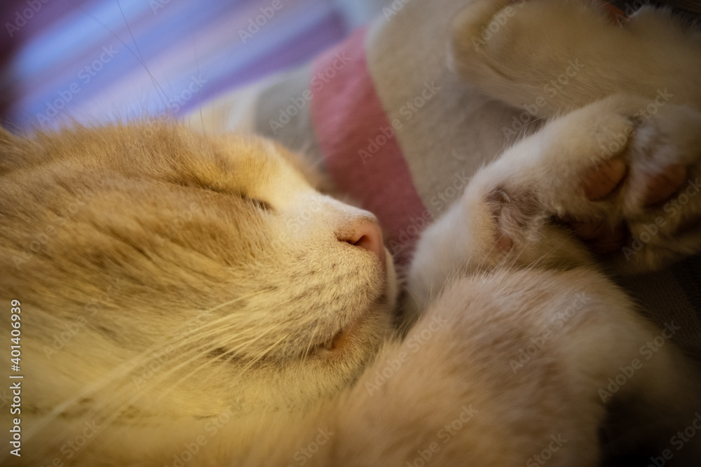 Gatto che dorme sulla sedia di casa
