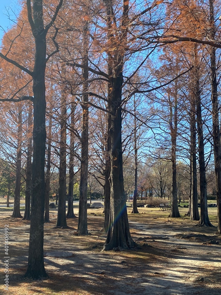 Fototapeta premium 紅葉